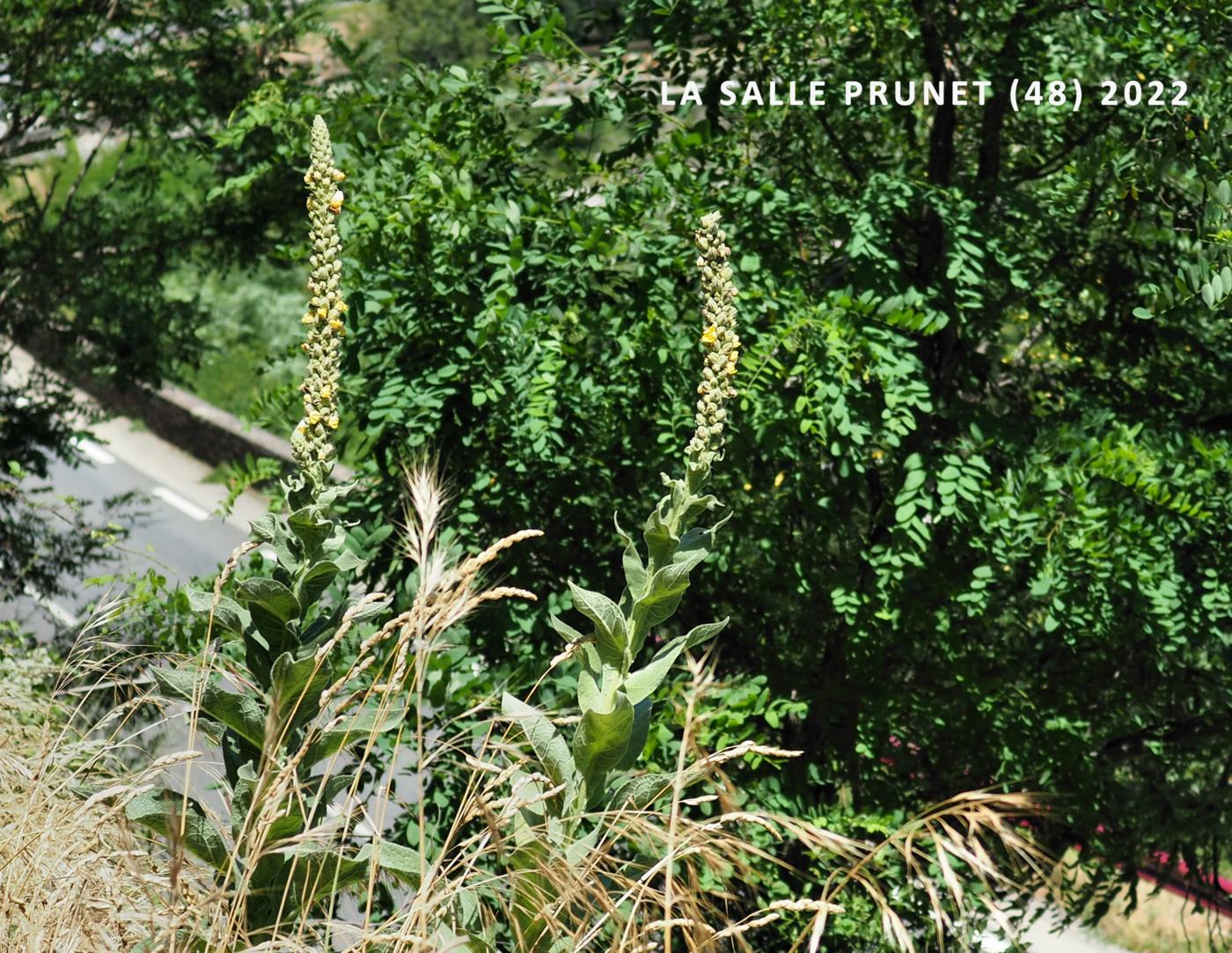 Mullein, Aaron's Rod plant